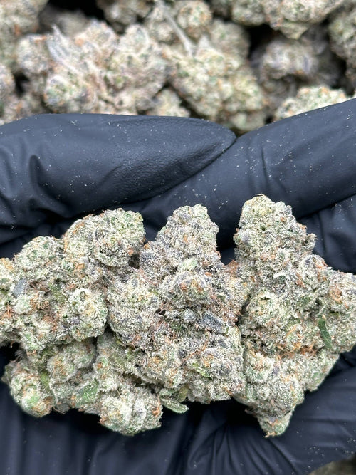 #IN813 - Diesel Storm (Hybrid)