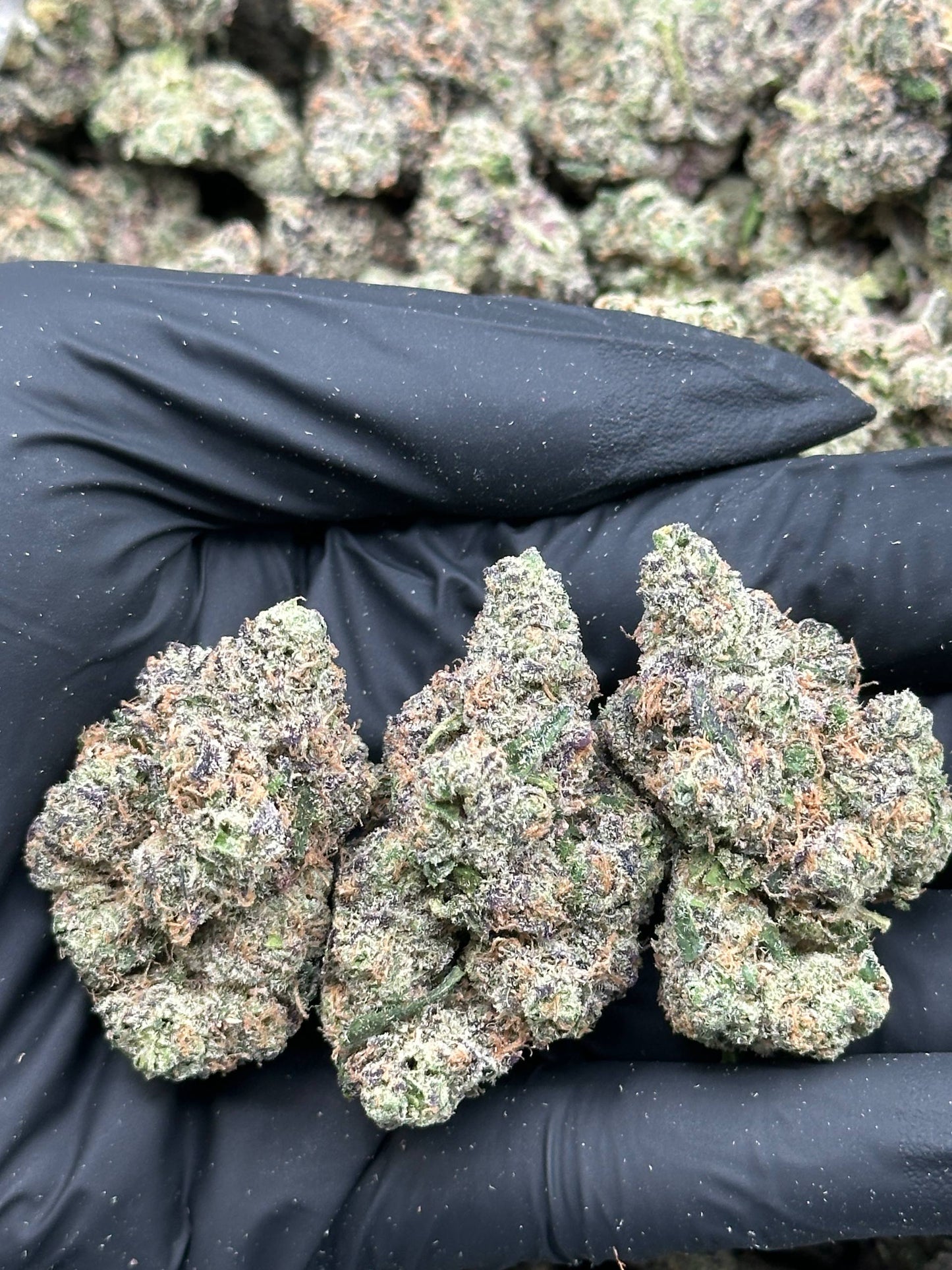 #IN415 - Explosive Gas (Hybrid)