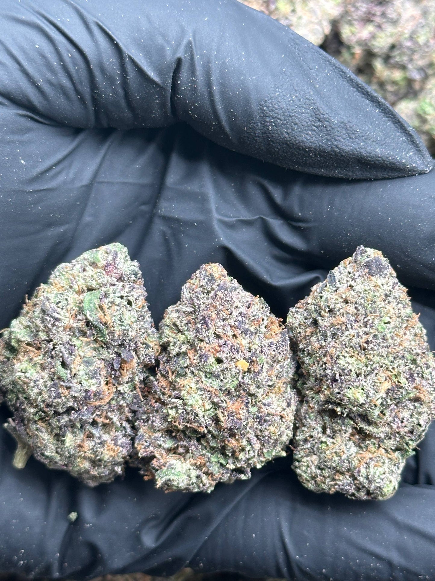 #EA615 - Vanilla Frost (Hybrid)