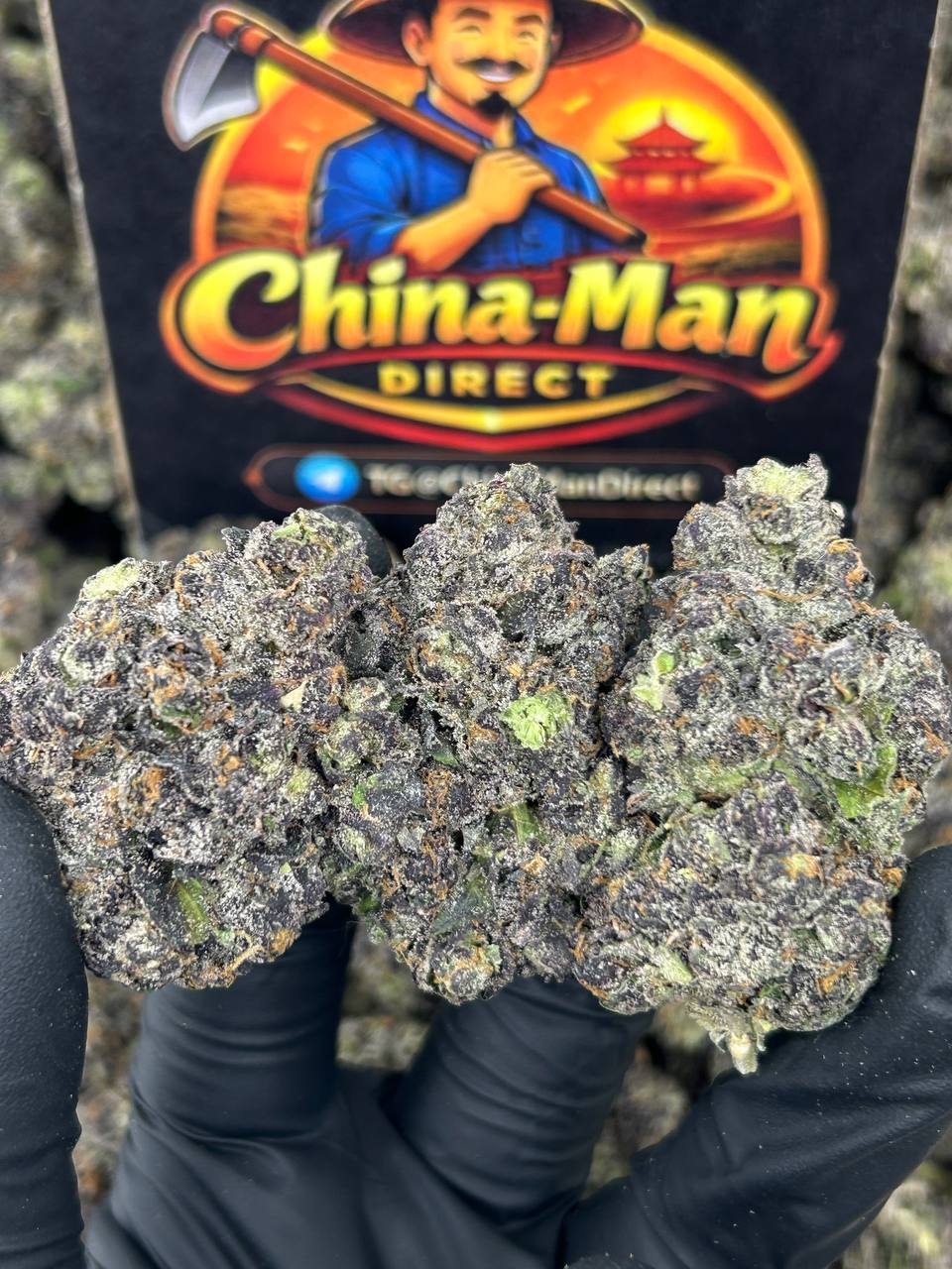 #N-CM1197 - Papaya Cake (Hybrid)