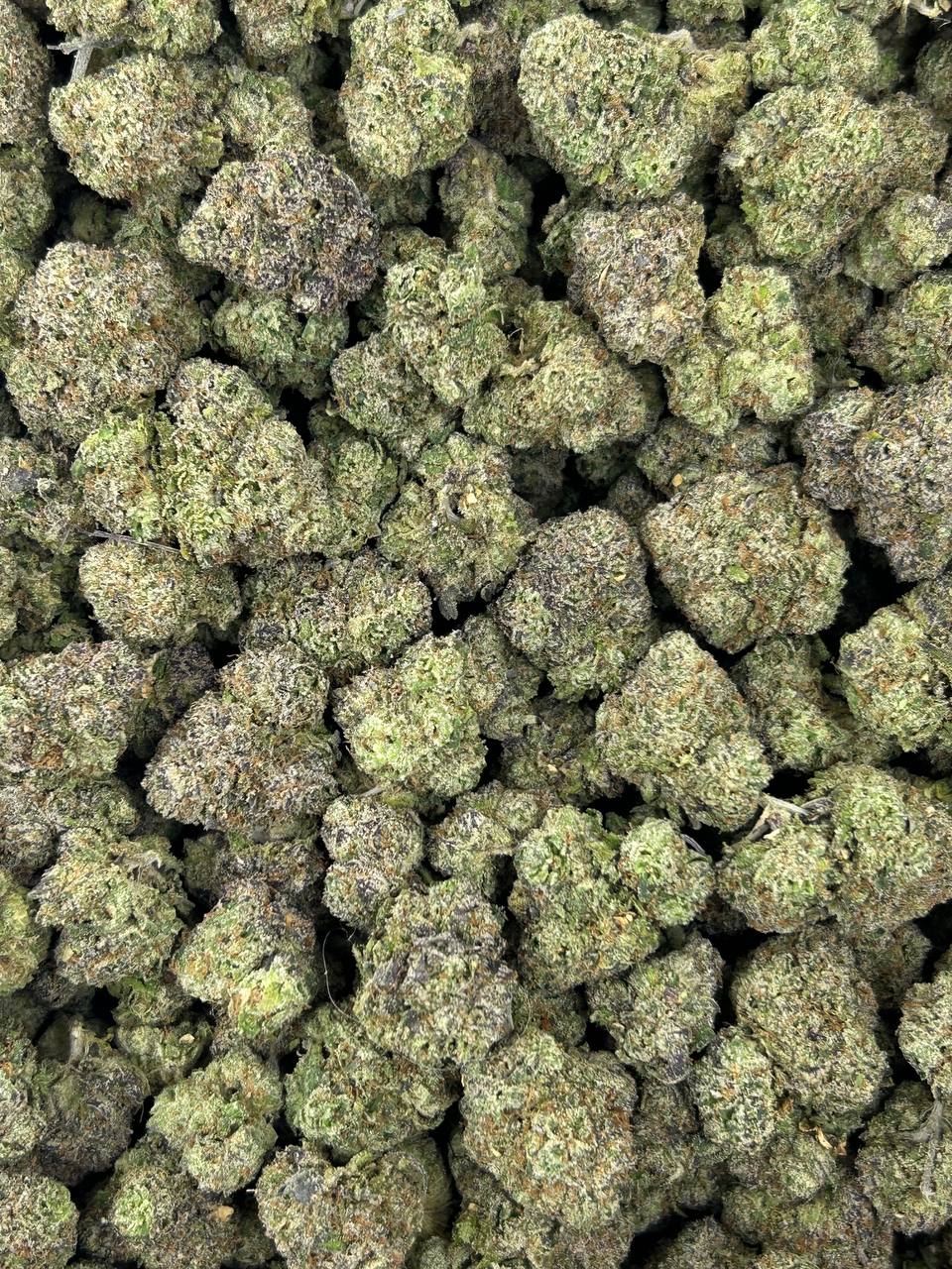 #N-CM1131 - Lemon Cherry Gush (Hybrid)