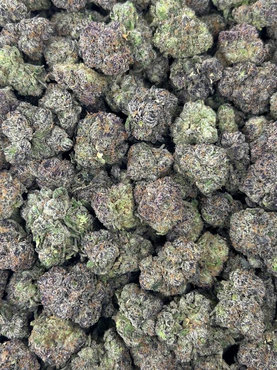 #N-CM1135 - Candy Coffin (Indica)