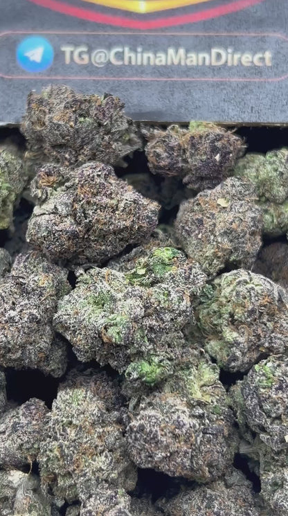 #N-CM1135 - Pineapple Zooshi (Hybrid)