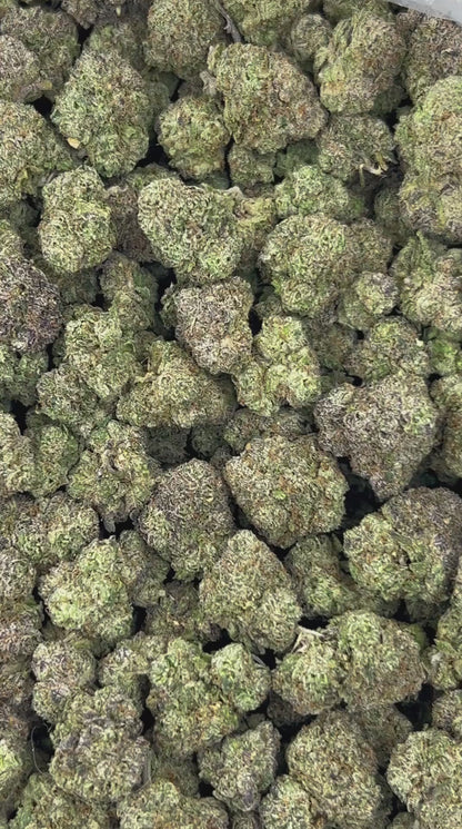 #N-CM1131 - Lemon Cherry Gush (Hybrid)